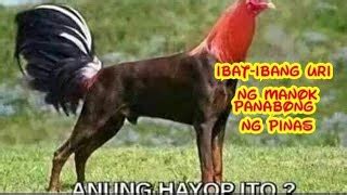 panabong na manok in english|Manok na panabong in English with contextual examples.